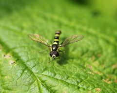 Sphaerophoria novaeangliae by (c) Barry Cottam, some rights reserved (CC BY), uploaded by Barry Cottam. Used under a CC-BY license.