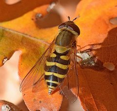 Syrphus torvus by (c) Kostas Zontanos, some rights reserved (CC BY), uploaded by Kostas Zontanos. Used under a CC-BY license.
