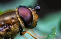Syrphus torvus by (c) Alexis Lours, some rights reserved (CC BY), uploaded by Alexis Lours. Used under a CC-BY license.