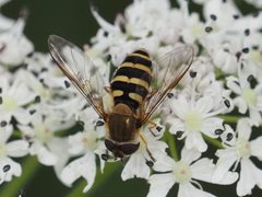 Syrphus torvus by (c) Michael Knapp, some rights reserved (CC BY), uploaded by Michael Knapp. Used under a CC-BY license.