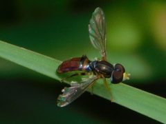 Toxomerus boscii by no rights reserved, uploaded by Jade Fortnash. Used under a CC0 license.