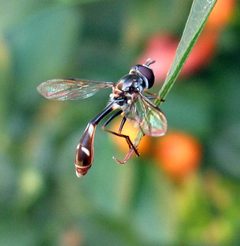 Dioprosopa clavata by (c) Catherine C. Galley, some rights reserved (CC BY), uploaded by Catherine C. Galley. Used under a CC-BY license.