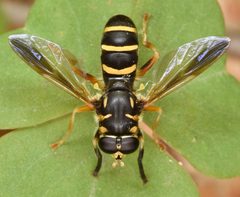 Temnostoma trifasciatum by (c) skitterbug, some rights reserved (CC BY), uploaded by skitterbug. Used under a CC-BY license.