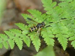 Temnostoma trifasciatum by (c) eamonccorbett, some rights reserved (CC BY), uploaded by eamonccorbett. Used under a CC-BY license.