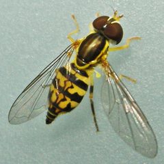 Toxomerus geminatus by (c) Bill Keim, some rights reserved (CC BY). Used under a CC-BY license.