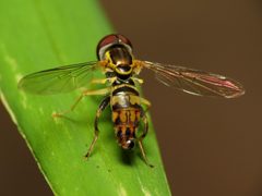 Toxomerus geminatus by (c) Katja Schulz, some rights reserved (CC BY). Used under a CC-BY license.
