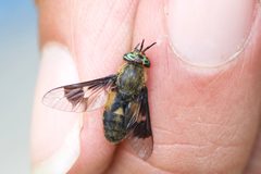 Chrysops excitans by (c) Owen Strickland, some rights reserved (CC BY), uploaded by Owen Strickland. Used under a CC-BY license.