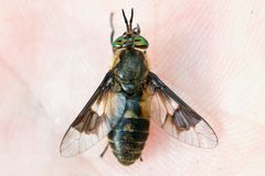 Chrysops excitans by (c) Owen Strickland, some rights reserved (CC BY), uploaded by Owen Strickland. Used under a CC-BY license.