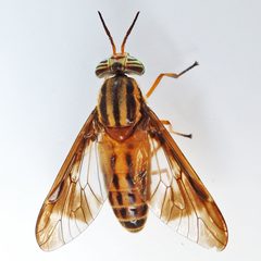 Chrysops by (c) Bill Keim, some rights reserved (CC BY). Used under a CC-BY license.