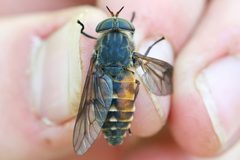 Hybomitra affinis by (c) Owen Strickland, some rights reserved (CC BY), uploaded by Owen Strickland. Used under a CC-BY license.