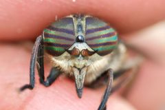 Hybomitra affinis by (c) Owen Strickland, some rights reserved (CC BY), uploaded by Owen Strickland. Used under a CC-BY license.