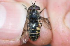 Hybomitra lurida by (c) Owen Strickland, some rights reserved (CC BY), uploaded by Owen Strickland. Used under a CC-BY license.