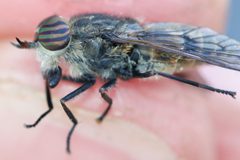 Hybomitra lurida by (c) Owen Strickland, some rights reserved (CC BY), uploaded by Owen Strickland. Used under a CC-BY license.