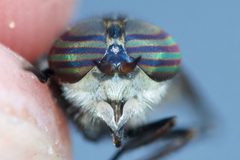 Hybomitra lurida by (c) Owen Strickland, some rights reserved (CC BY), uploaded by Owen Strickland. Used under a CC-BY license.