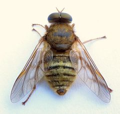 Goniops chrysocoma by (c) jimeckert49, some rights reserved (CC BY). Used under a CC-BY license.
