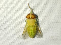 Chlorotabanus by (c) Arturo Santos, some rights reserved (CC BY), uploaded by Arturo Santos. Used under a CC-BY license.