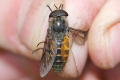 Hybomitra epistates by (c) Owen Strickland, some rights reserved (CC BY), uploaded by Owen Strickland. Used under a CC-BY license.