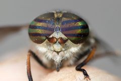 Hybomitra epistates by (c) Owen Strickland, some rights reserved (CC BY), uploaded by Owen Strickland. Used under a CC-BY license.