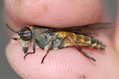 Hybomitra epistates by (c) Owen Strickland, some rights reserved (CC BY), uploaded by Owen Strickland. Used under a CC-BY license.
