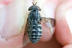 Hybomitra pechumani by (c) Owen Strickland, some rights reserved (CC BY), uploaded by Owen Strickland. Used under a CC-BY license.