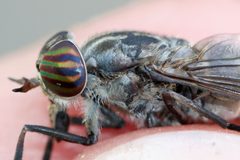 Hybomitra pechumani by (c) Owen Strickland, some rights reserved (CC BY), uploaded by Owen Strickland. Used under a CC-BY license.
