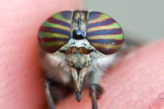 Hybomitra pechumani by (c) Owen Strickland, some rights reserved (CC BY), uploaded by Owen Strickland. Used under a CC-BY license.