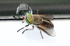 Tabanus fuscicostatus by (c) Louise Woodrich, some rights reserved (CC BY), uploaded by Louise Woodrich. Used under a CC-BY license.