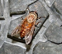 Tabanus limbatinevris by (c) Gordon C. Snelling, some rights reserved (CC BY), uploaded by Gordon C. Snelling. Used under a CC-BY license.