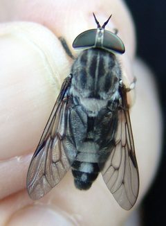 Tabanus moderator by (c) Gordon C. Snelling, some rights reserved (CC BY), uploaded by Gordon C. Snelling. Used under a CC-BY license.