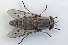 Tabanus reinwardtii by (c) Bill Keim, some rights reserved (CC BY). Used under a CC-BY license.