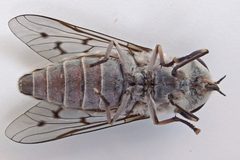 Tabanus reinwardtii by (c) Bill Keim, some rights reserved (CC BY). Used under a CC-BY license.