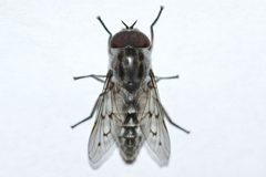 Tabanus reinwardtii by (c) Owen Strickland, some rights reserved (CC BY), uploaded by Owen Strickland. Used under a CC-BY license.