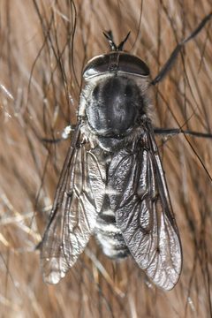 Tabanus sequax by (c) Trevor Van Loon, some rights reserved (CC BY), uploaded by Trevor Van Loon. Used under a CC-BY license.