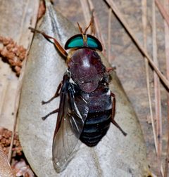 Tabanus americanus by (c) Michelle W. (鍾偉瑋), some rights reserved (CC BY), uploaded by Michelle W. (鍾偉瑋). Used under a CC-BY license.