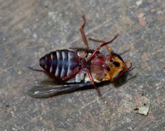 Tabanus americanus by (c) Michelle W. (鍾偉瑋), some rights reserved (CC BY), uploaded by Michelle W. (鍾偉瑋). Used under a CC-BY license.