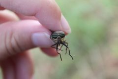 Tabanus lineola by (c) Violet T., some rights reserved (CC BY), uploaded by Violet T.. Used under a CC-BY license.