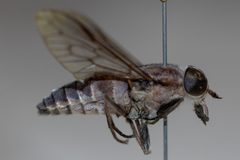 Tabanus rufofrater by (c) Emmett Collins-Sussman, some rights reserved (CC BY), uploaded by Emmett Collins-Sussman. Used under a CC-BY license.
