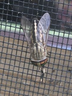 Tabanus subsimilis by (c) Joseph McPhail, some rights reserved (CC BY), uploaded by Joseph McPhail. Used under a CC-BY license.