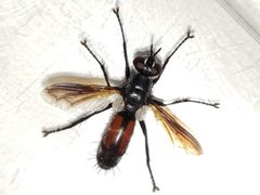 Cylindromyia fumipennis by (c) Arturo Santos, some rights reserved (CC BY), uploaded by Arturo Santos. Used under a CC-BY license.