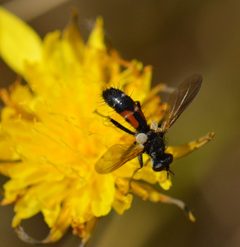 Cylindromyia interrupta by (c) David Anderson, some rights reserved (CC BY), uploaded by David Anderson. Used under a CC-BY license.