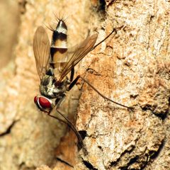 Zelia vertebrata by (c) Katja Schulz, some rights reserved (CC BY). Used under a CC-BY license.