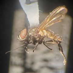 Imitomyia sugens by (c) Bennett Grappone, some rights reserved (CC BY), uploaded by Bennett Grappone. Used under a CC-BY license.