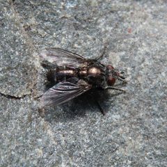 Cyrtophleba nitida by (c) Ben Armstrong, some rights reserved (CC BY), uploaded by Ben Armstrong. Used under a CC-BY license.