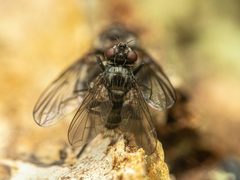 Admontia degeerioides by (c) Zachary Dankowicz, some rights reserved (CC BY), uploaded by Zachary Dankowicz. Used under a CC-BY license.
