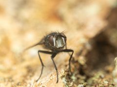 Admontia degeerioides by (c) Zachary Dankowicz, some rights reserved (CC BY), uploaded by Zachary Dankowicz. Used under a CC-BY license.