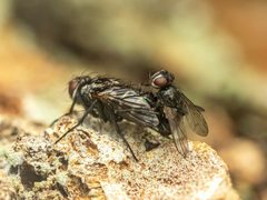 Admontia degeerioides by (c) Zachary Dankowicz, some rights reserved (CC BY), uploaded by Zachary Dankowicz. Used under a CC-BY license.