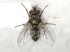 Lixophaga by (c) Arturo Santos, some rights reserved (CC BY), uploaded by Arturo Santos. Used under a CC-BY license.