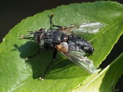 Phorocera by (c) Michael Knapp, some rights reserved (CC BY), uploaded by Michael Knapp. Used under a CC-BY license.
