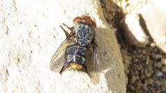 Belvosia unifasciata by (c) Dan MacNeal, some rights reserved (CC BY), uploaded by Dan MacNeal. Used under a CC-BY license.