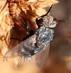 Peleteria anaxias by (c) Catherine C. Galley, some rights reserved (CC BY), uploaded by Catherine C. Galley. Used under a CC-BY license.